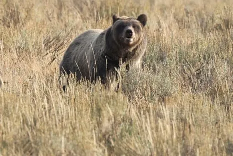 Backpacker Attacked by Grizzly in Yellowstone Transported to Medical Facility