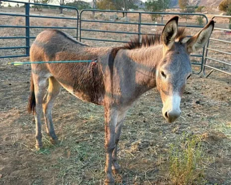 Donkey Healing Following Recent Arrow Attack on Wild Burros in California