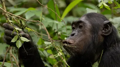 Chimpanzees Consuming a Daily Dose of One Lager Daily from Fermented Produce, Investigation Reveals