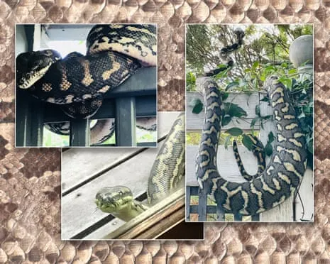 Accepting my Serpents in My Ceiling: A Journey from Dread to Respect